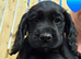 KC Reg Cocker Spaniel Pups