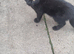 Mocco needs a forever home
