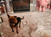 Yorkshire terriers