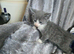 Lovely kittens
