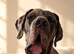 *Unproven Stud* KC registered Merle Great Dane 17 months