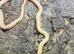 Hybino Everglades Rat Snake