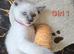 Beautiful Ragdoll × Siamese Cross Kittens – 4 Available