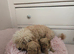 Poochon puppies