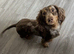 KC Isabella dapple dachshund for stud