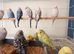 Budgies for sale