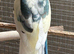 Aviary bred kakariki