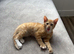 ginger female kitten