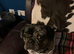 For sale to Extremely Good home special Frug girl 2 years old