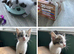 kittens ready to leave now