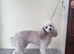 Toy KC reg Poodle (Stud) not for sale