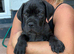 Cane corso puppy
