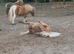 31&rdquo; mini Shetland mare