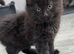 Kittens looking for their forever home