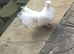 Pigeons for sale