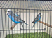 Male budgies available