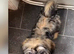 Puppies for sale
