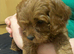 Cavapoo pups ready to leave 20th August