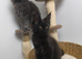 Maine coon kitten