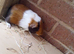 Beautiful  male guinea pigs