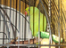 Green indian ringneck