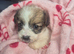 SMALL JACK RUSSELL PUPPIES
