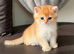 Teddy Bear Scottish / Persian cross Fold Kittens for Sale