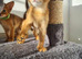 LAST TWO BOYS,champion line Abyssinian kittens