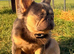 Fluffy French Bulldog Male