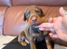 Beautiful family dobermanns