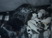 Stunning Blue Roan & Traditional Black/White Sprocker Puppies