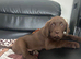 Beautiful Chocolate Labrador Puppies Ready for Loving Homes