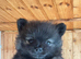 Teacup baby Pom for sale