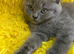 British shorthair