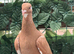 syrian pigeon