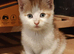 Adorable Kittens Looking for Their Forever Homes! We are happy to announce that 5 sweet, healthy, and playful kittens are now ready to find their lovi