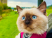 Premium ragdoll tiya