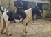 13hh stunning cob mare 7 year old