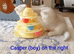 Beautiful fluffy teddy Golden and Silver pointed British Shorthair kittens