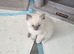 Blue point ragdoll