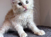 Big Ears & Fluffy Coats – Maine Coon Kittens Ready Now