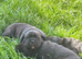 Cane corso puppies