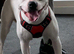 American bulldog full breed
