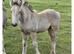 Stunning Traditional Gypsy Cob Gelding