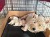 Beautiful West Highland Terrier puppies.