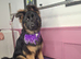 German Shepherd- Stormi