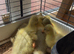 Embden goslings for sale