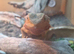 2 year old bearded dragon