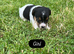 Traditional Jack Russell pups