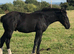 Stunning Black colt